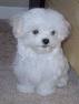 charming  Maltese puppies available