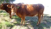 3 Pure Breed Limosine Cattle Unregistered