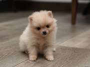  Adorable Pomeranian Puppies for Sale – 2 Males & 2 Females!