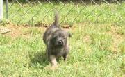 Cairn Terrier Puppies For Sale 