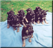 german shepher pups for sale 7 weeks old, 
