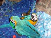 Blue  And  Gold Macaw  Parrots  Available . Parrots For sale.
