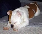 Healthy Up To Date, English Bulldog Puppy For Adoption.