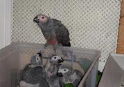 Gorgeous Hand-fed Baby Parrots For Sale